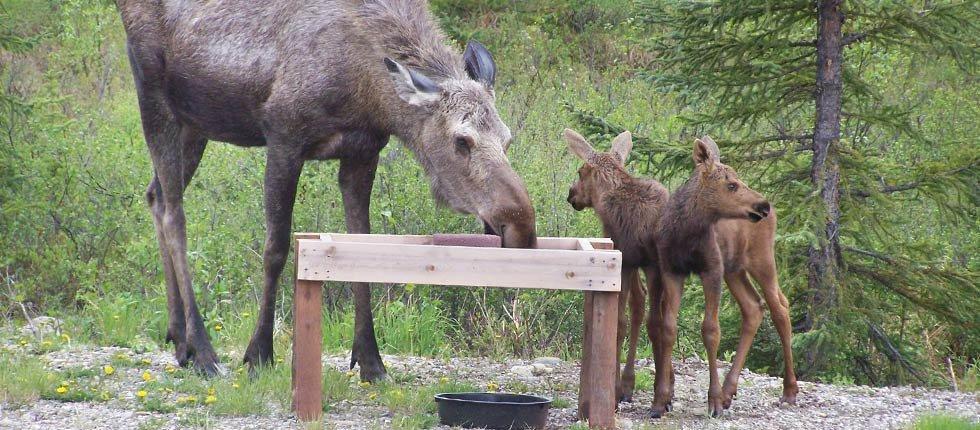 Denali Touch Of Wilderness B&B Healy Bagian luar foto
