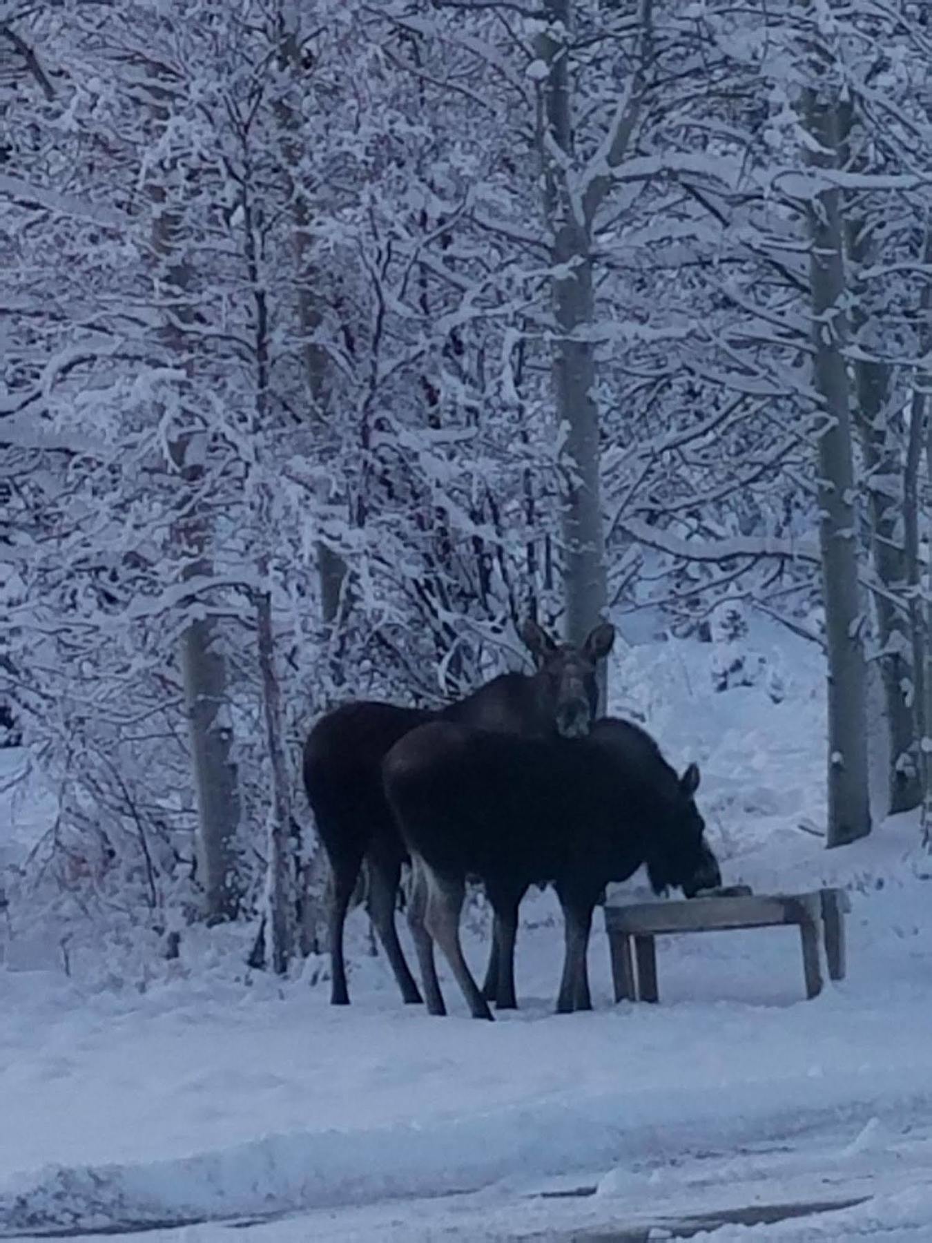 Denali Touch Of Wilderness B&B Healy Bagian luar foto