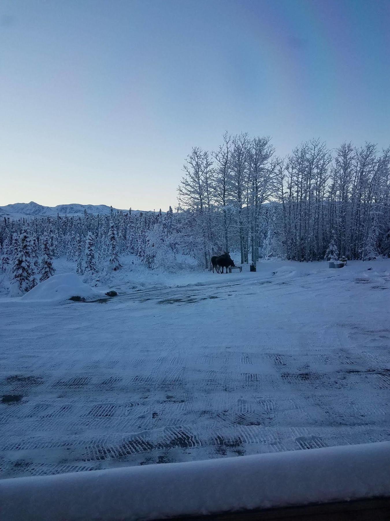 Denali Touch Of Wilderness B&B Healy Bagian luar foto