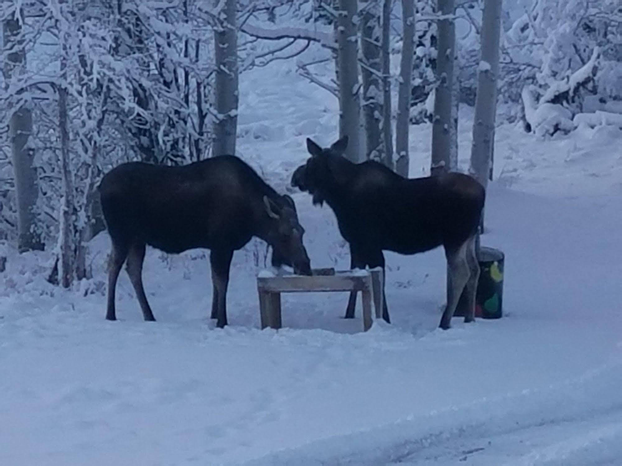 Denali Touch Of Wilderness B&B Healy Bagian luar foto